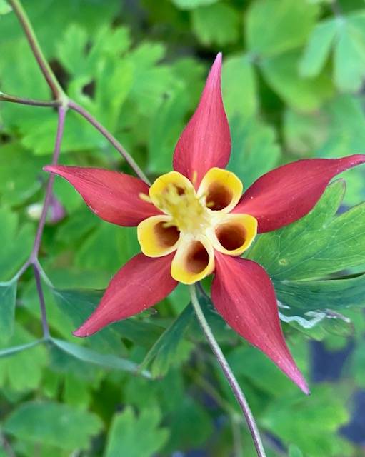 Columbine, resembling an exotic star, blooms in the Juneau highlands area seen on July 5,