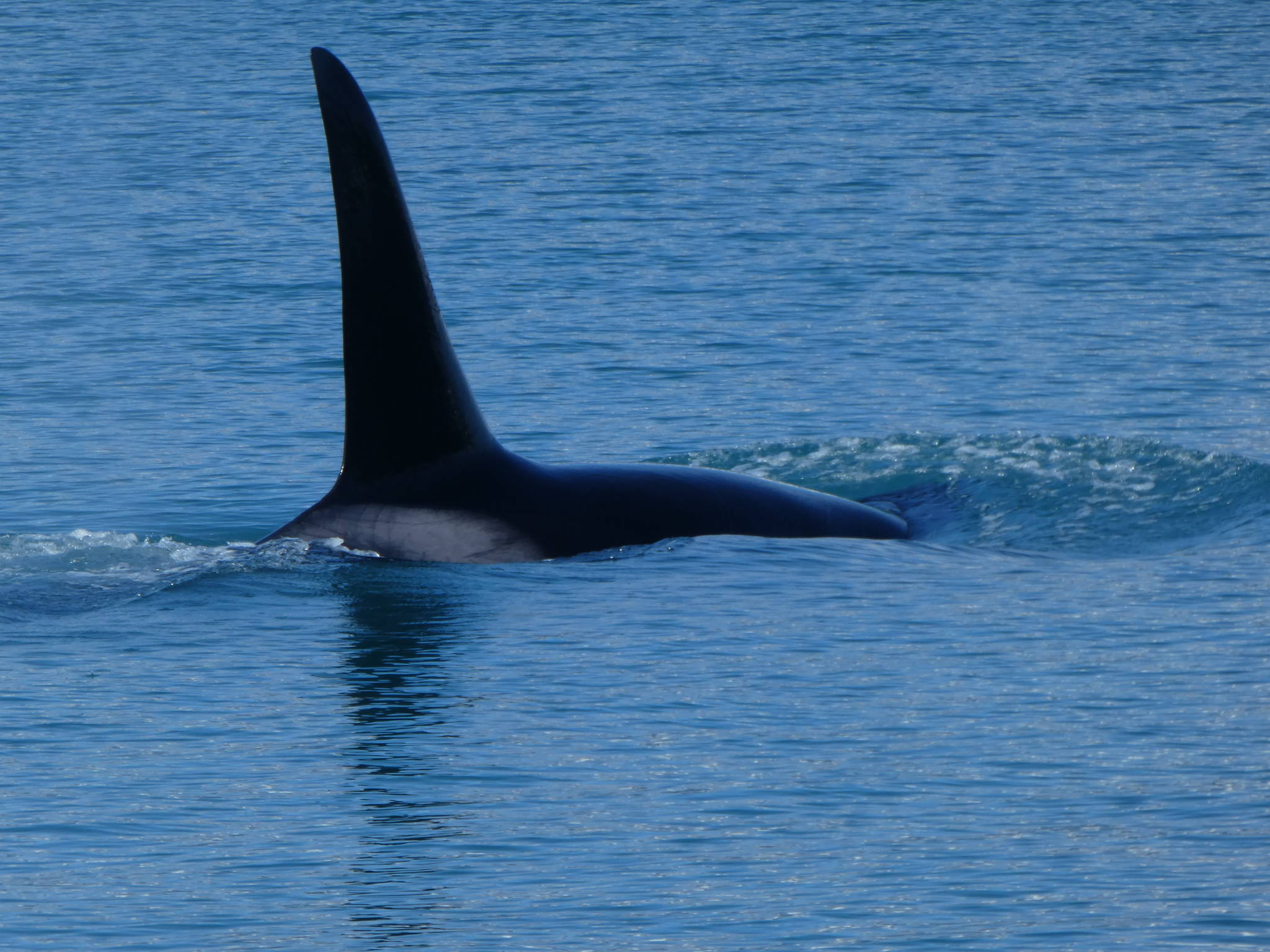 A large male killer whale breaks the surface near Glacier Bay on July 20. (Courtesy Photo / Denise Carroll)