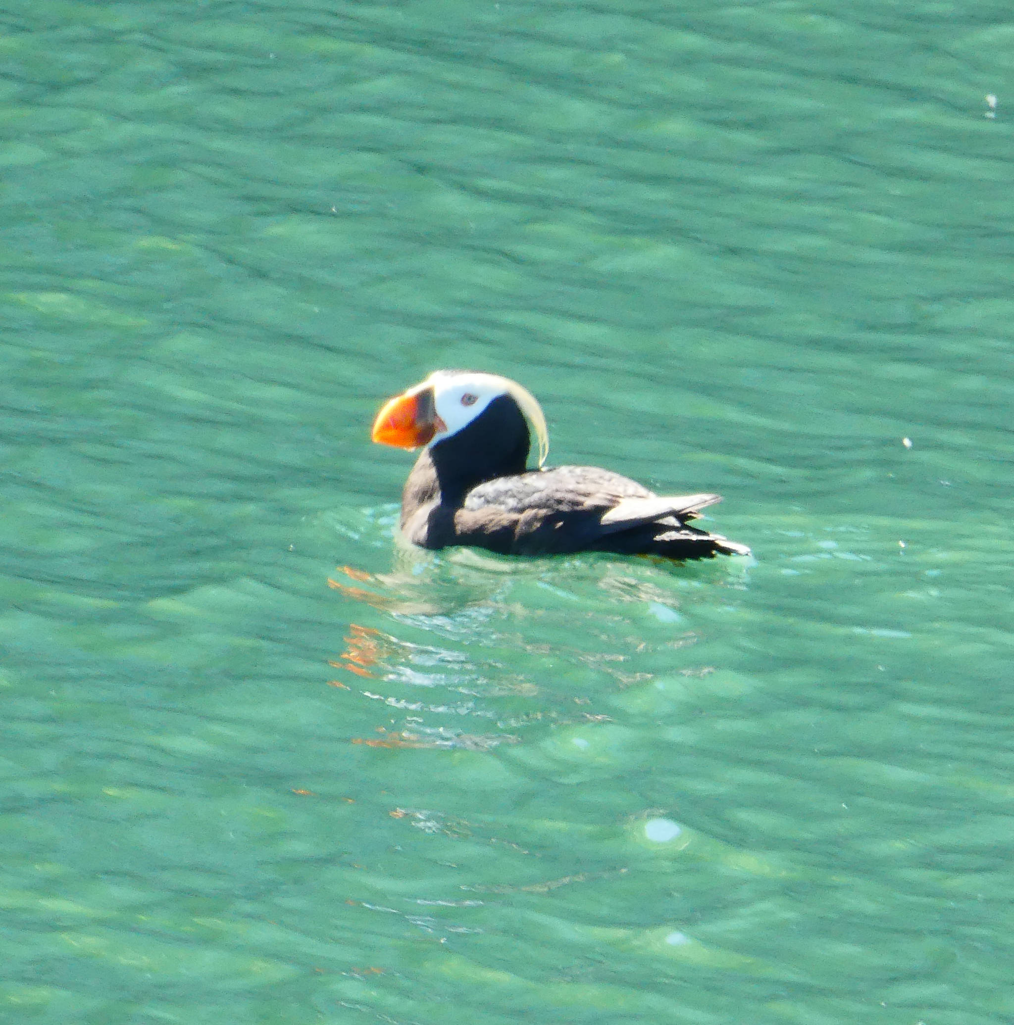 A tufted puffin near Marble Island on July 23. (Courtesy Photo / Denise Carroll)
A tufted puffin near Marble Island on July 23. (Courtesy Photo / Denise Carroll)
