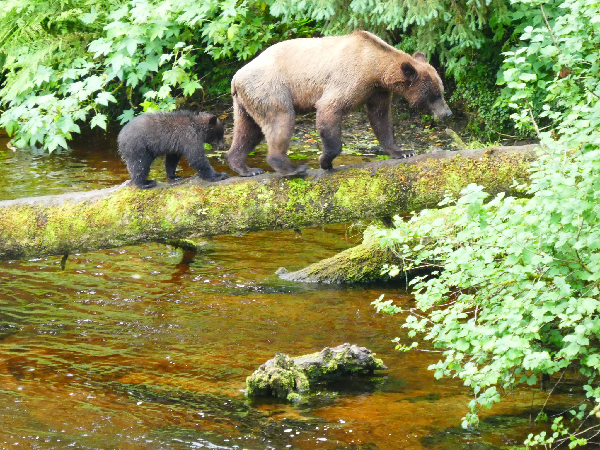 A brown bear sow and cub are off to find a better fishing spot on Anan Creek on July 22. (Courtesy Photo / Denise Carroll)