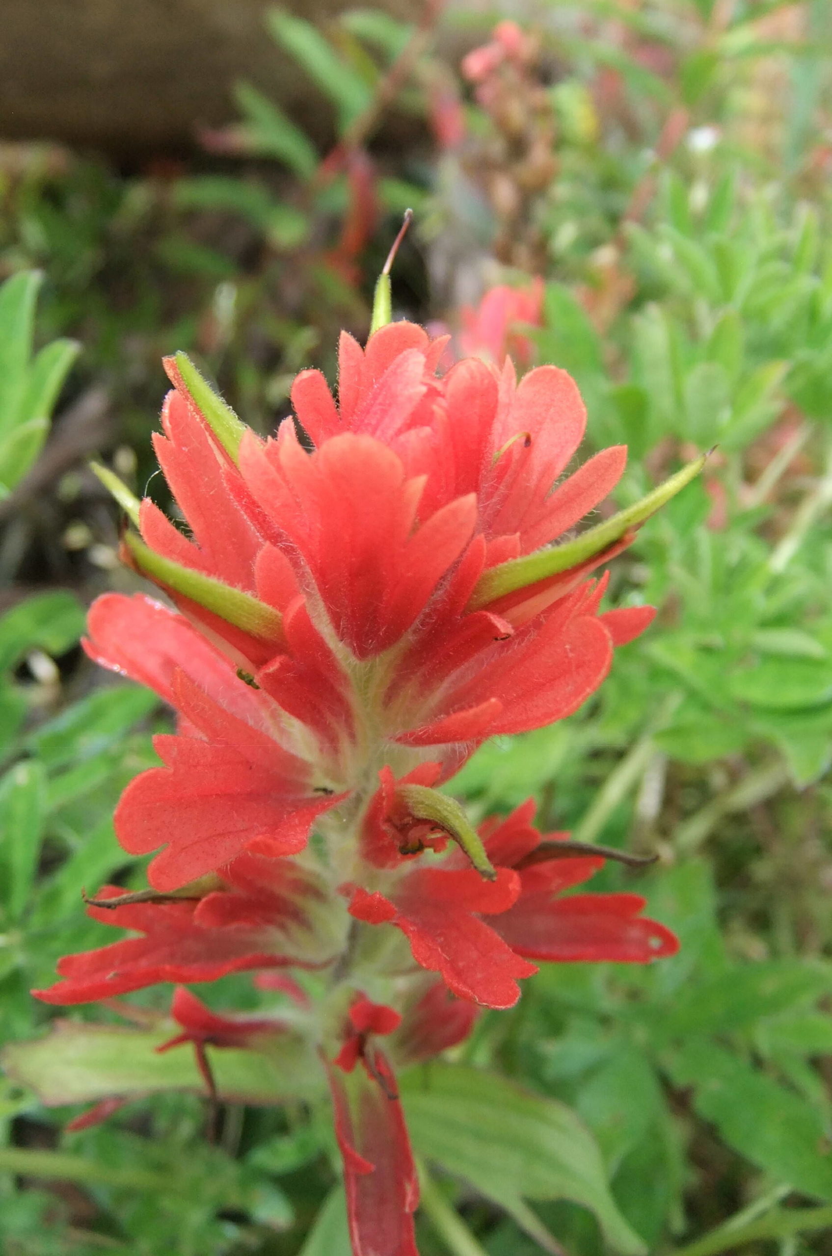 This photo shows an orange paintbrush. The photo was taken today, July 27, on the wetlands. (Courtesy Photo / Gary Miller)