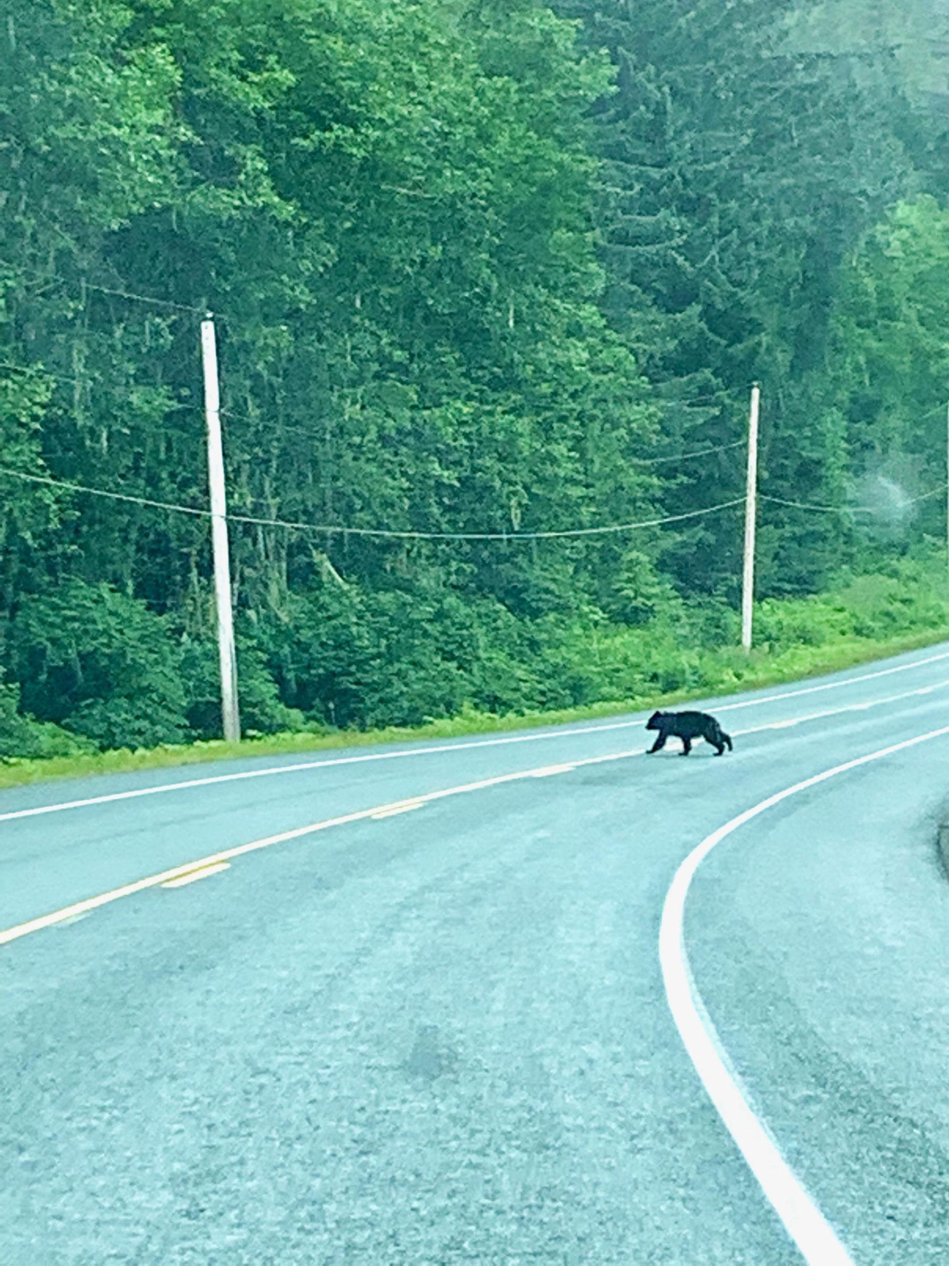A black bear crosses the road near the Jensen-Olson Arboretum. (Courtesy Photo / Hursh-Eslava)
