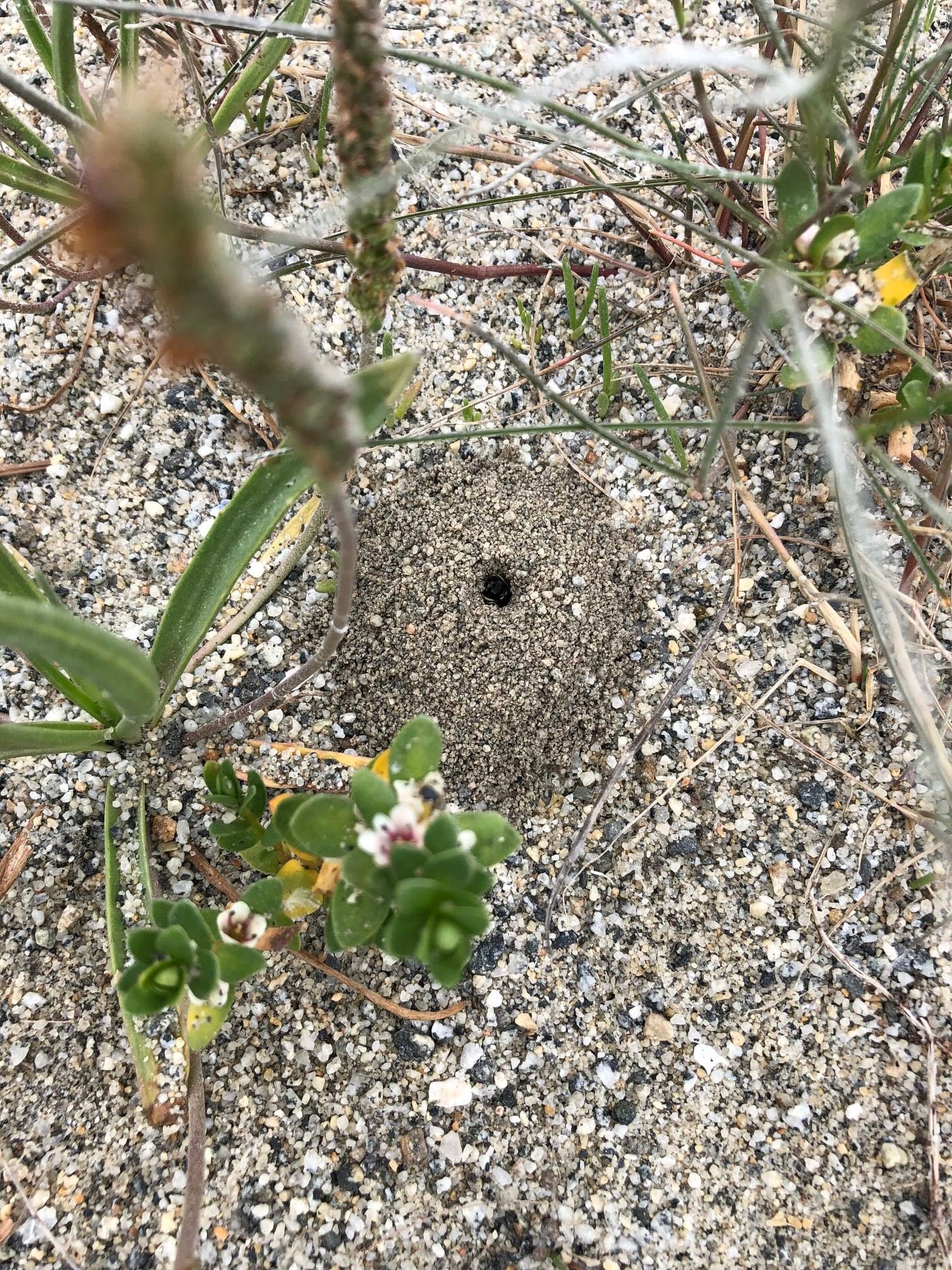 The burrow of a square-headed digger wasp, which has pulled down below the entrance. (Courtesy Photo / Kathy Hocker)