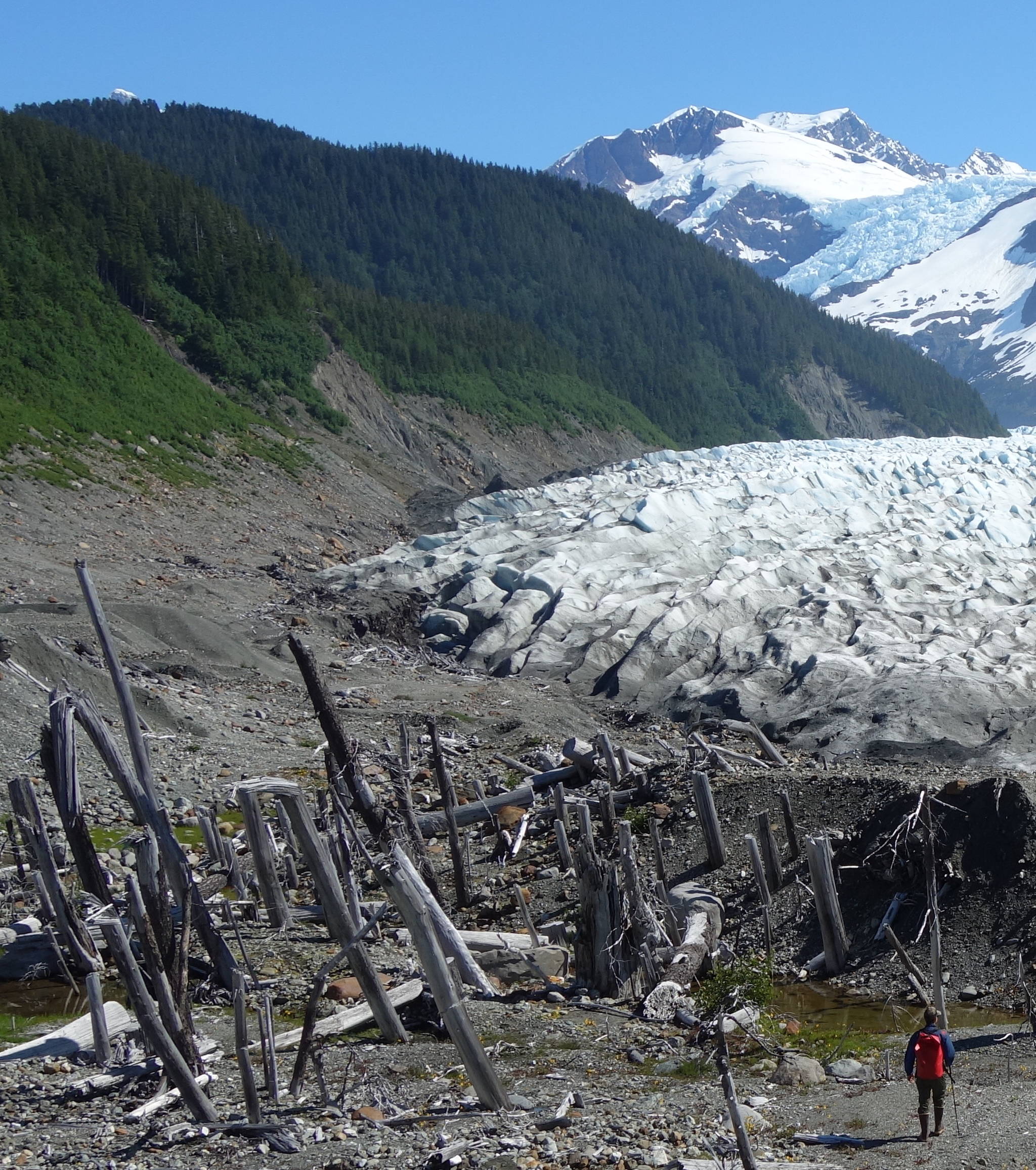 Ben Gaglioti walks to a ghost forest near the tongue of La Perouse Glacier, which ran over the trees during the Civil War.(Courtesy Photo/ Ned Rozell)