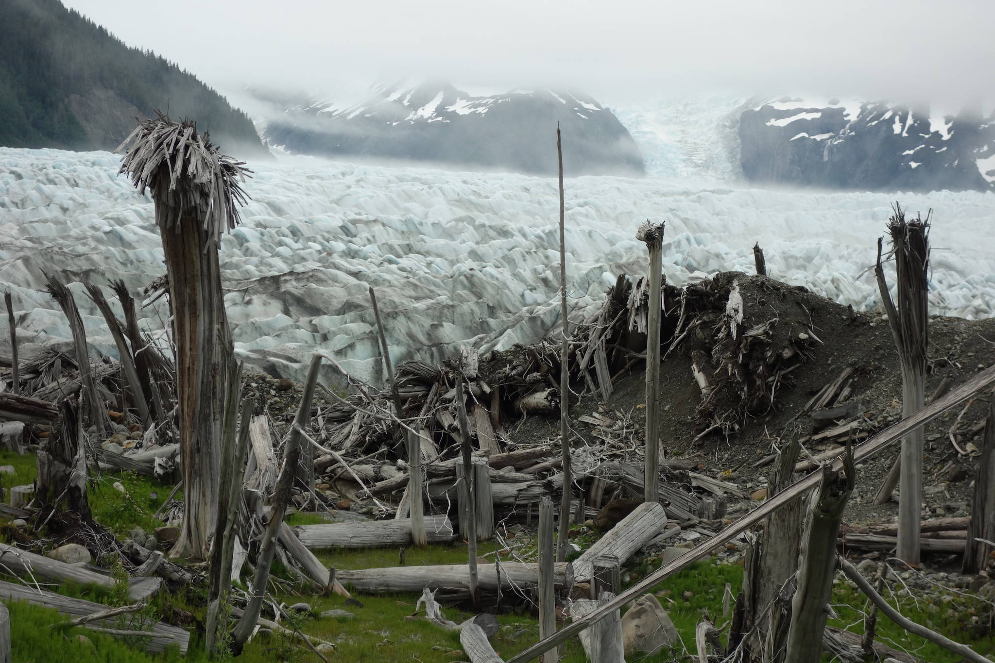 Tree trunks that La Perouse Glacier in Glacier Bay National Park and Preserve ran over in the 19th century. (Courtesy Photo/ Ned Rozell)