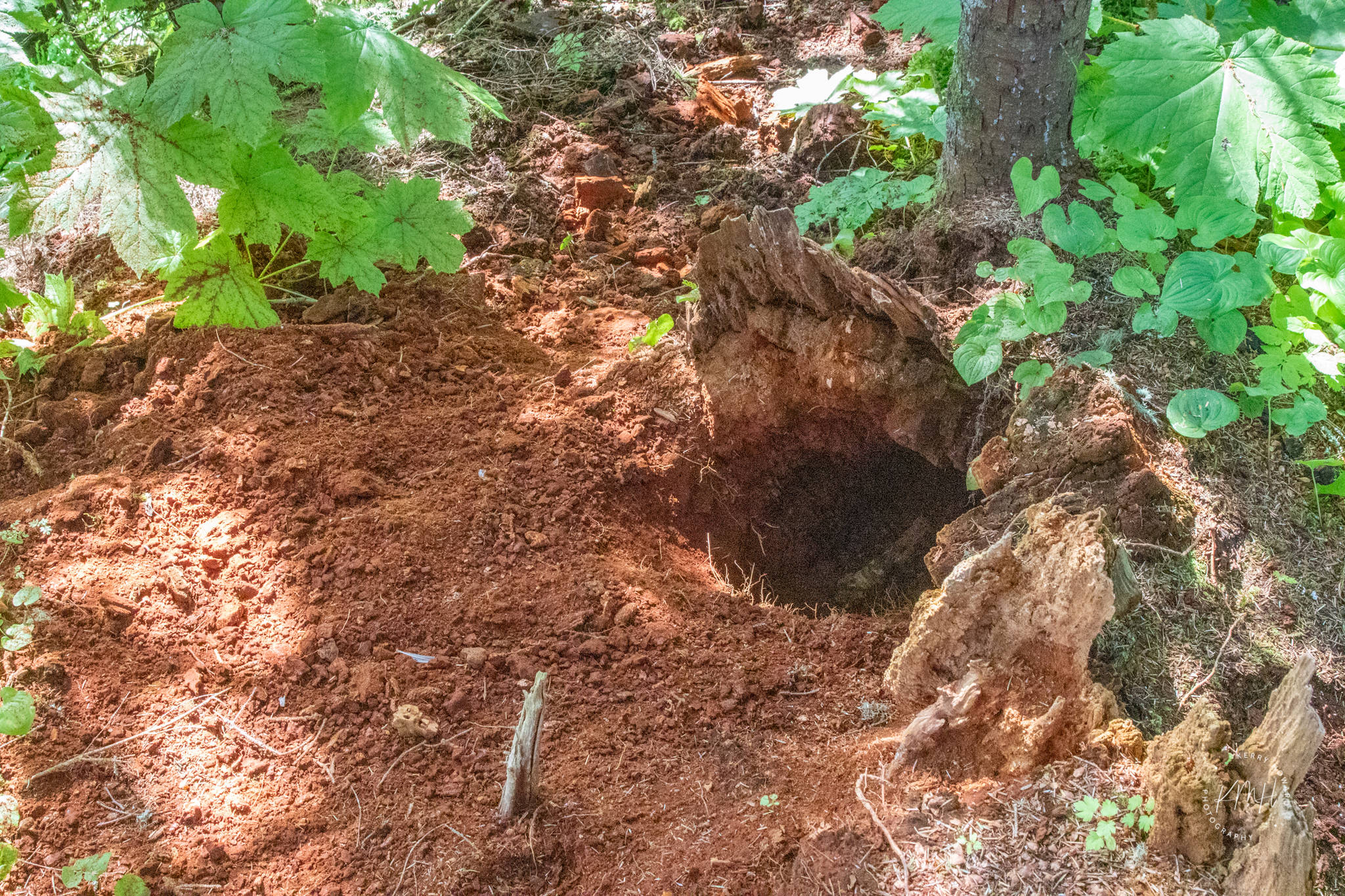 Courtesy Photo / Kerry Howard 
This photo shows a tree stump after a bear has dug out a big root, making a deep hole
