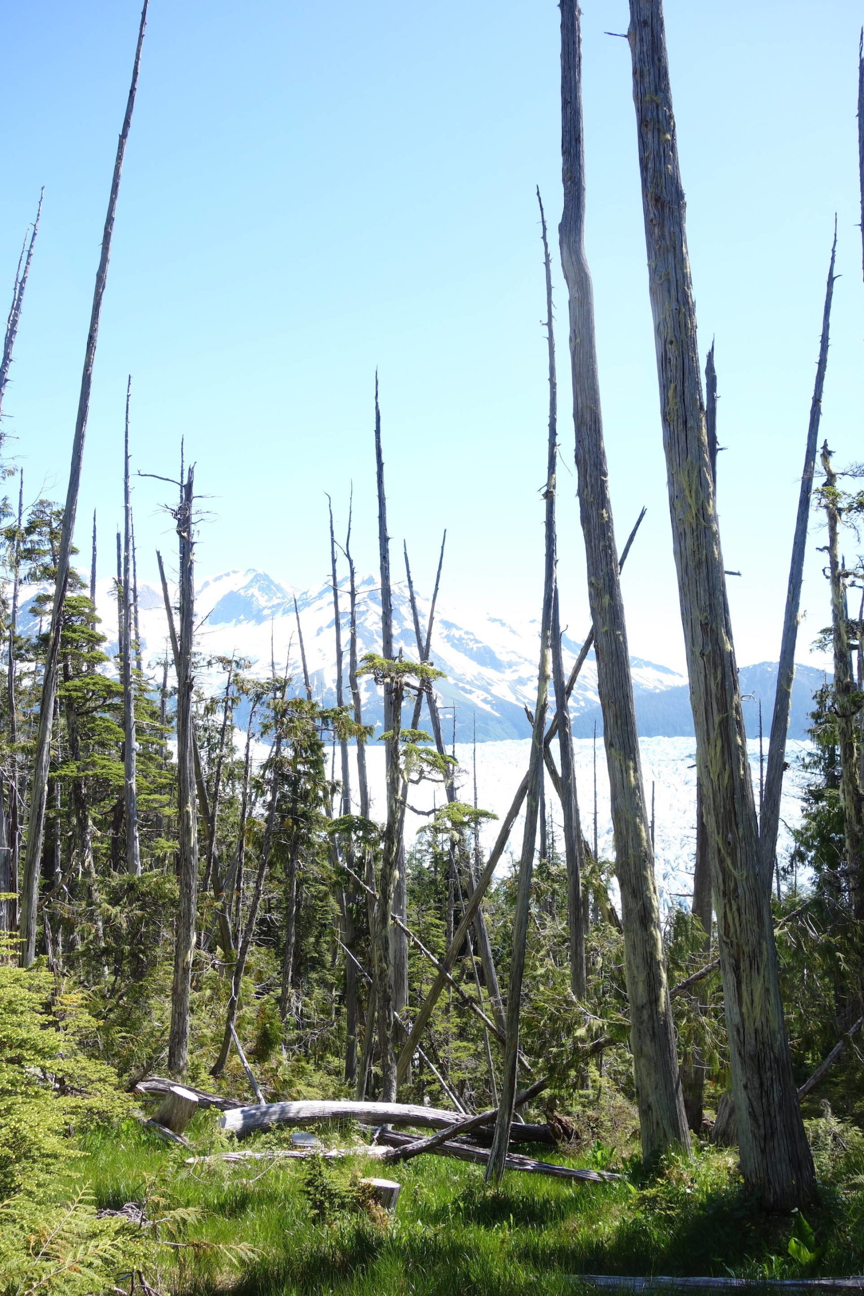 Alaska yellow cedar trees, such as these near La Perouse Glacier in Southeast Alaska, can stand for hundreds of years after they die. (Courtesy Photo / Ned Rozell)
