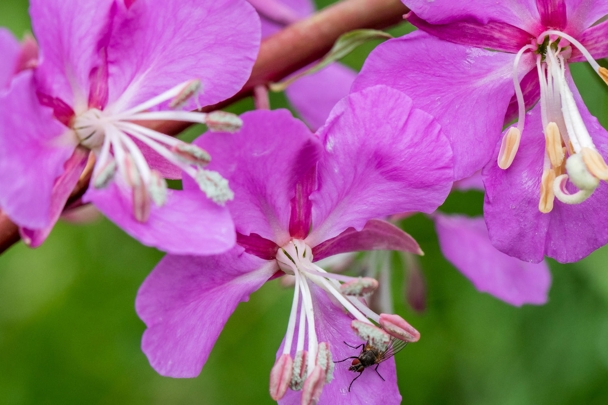 Fireweed flowers have narrow, dark pink sepals between the wide, paler-pink petals, possibly making an added attraction. (Courtesy Photo / Kerry Howard)
