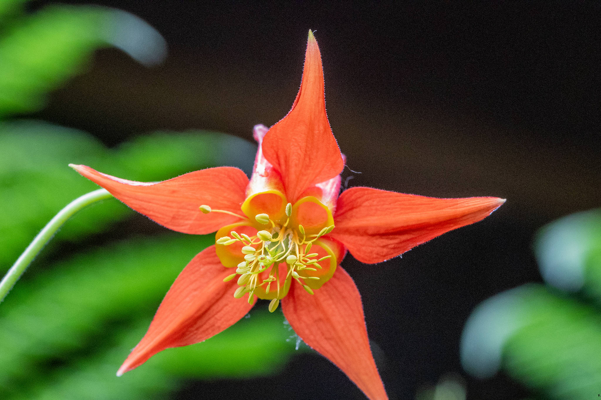 The view of a red columbine flower for an approaching pollinator: five spread-out red sepals and five yellow petals opening into reddish nectaries extended behind the flower. Male and female parts protrude in front of the openings and would be contacted as a pollinator probes for nectar. (Courtesy Photo / Kerry Howard)