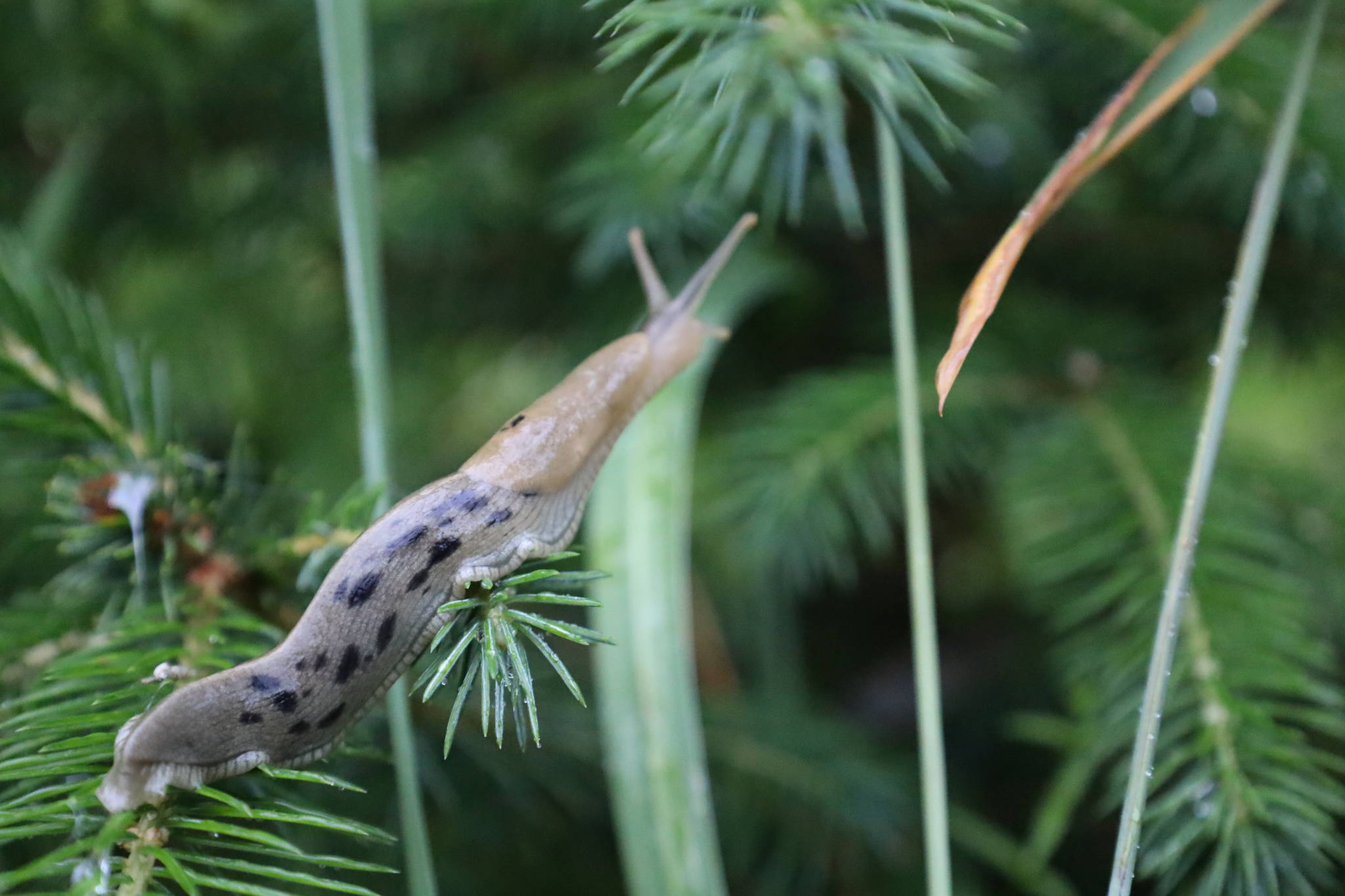 A slug is perched on a plant on Chicagof Island. (Courtesy PHoto / Rachel Zepp)