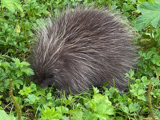 This porcupine on Salmon Creek Trail was busy eating summer greens on Aug. 16. (Courtesy Photo / Denise Carroll)