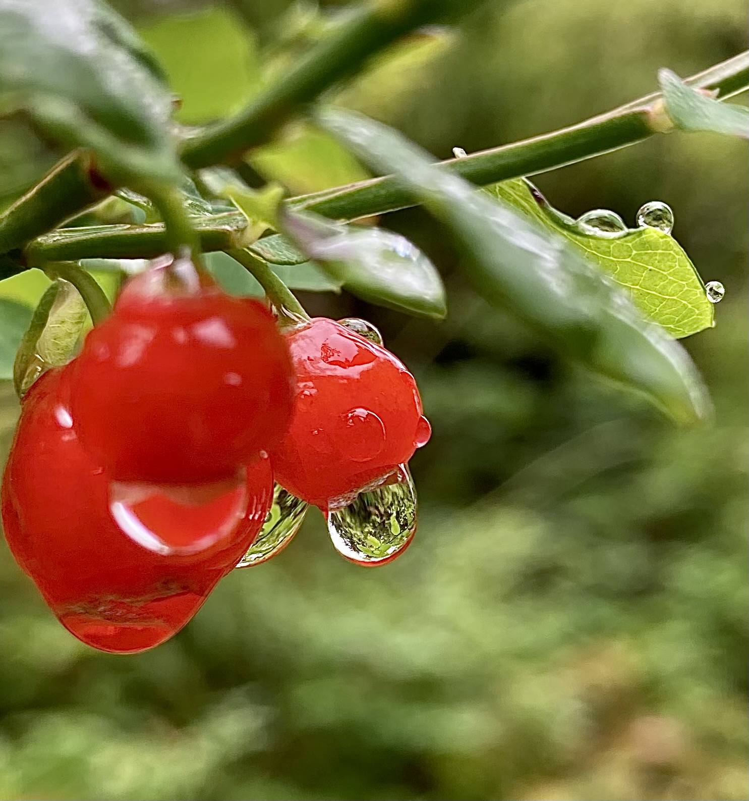 Raindrops drip off red huckleberries. (Courtesy Photo / Kathleen Miller)
