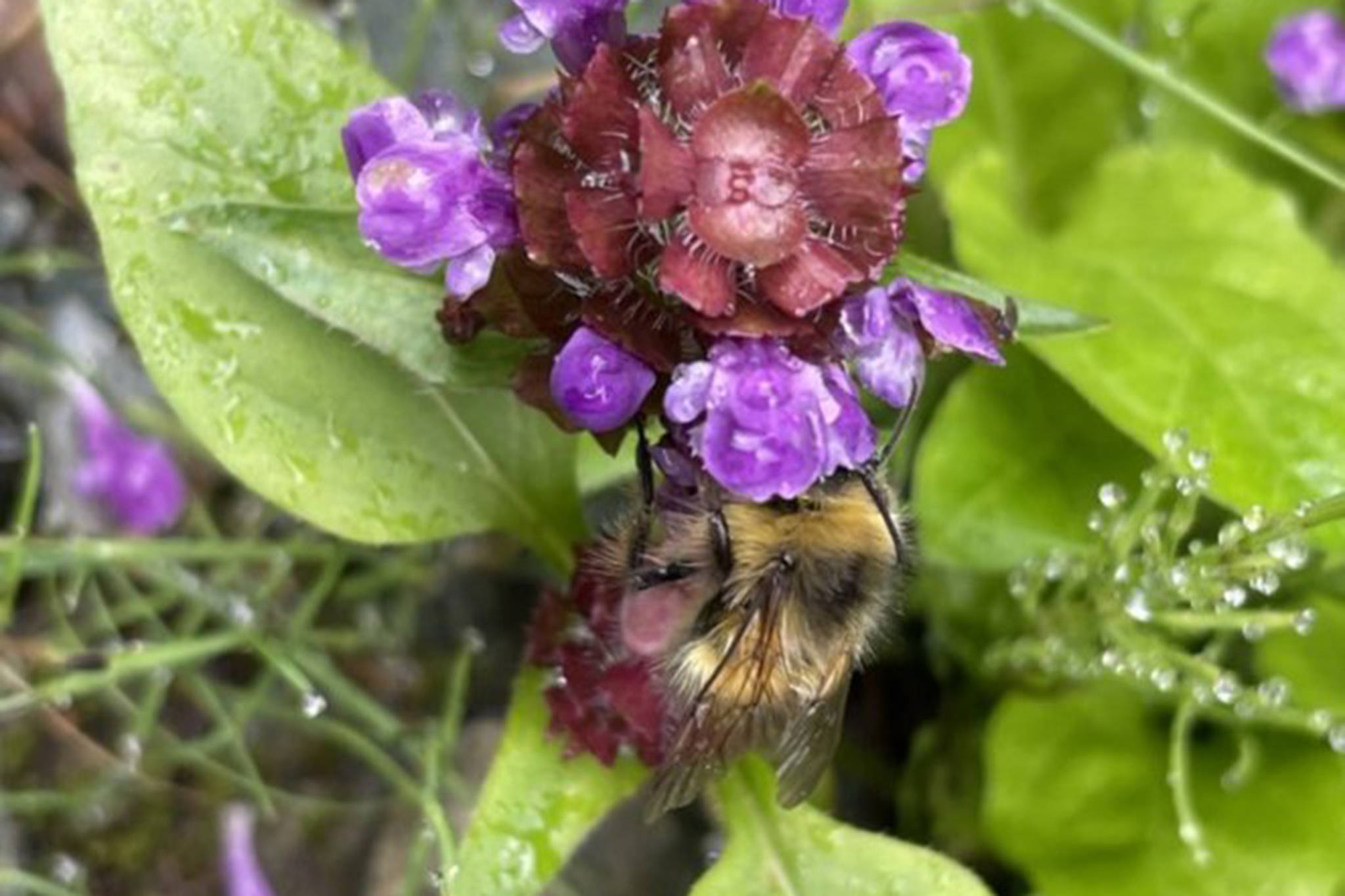 (A bumblebee probes a flower of self-heal (Courtesy Photo / Deana Barajas)