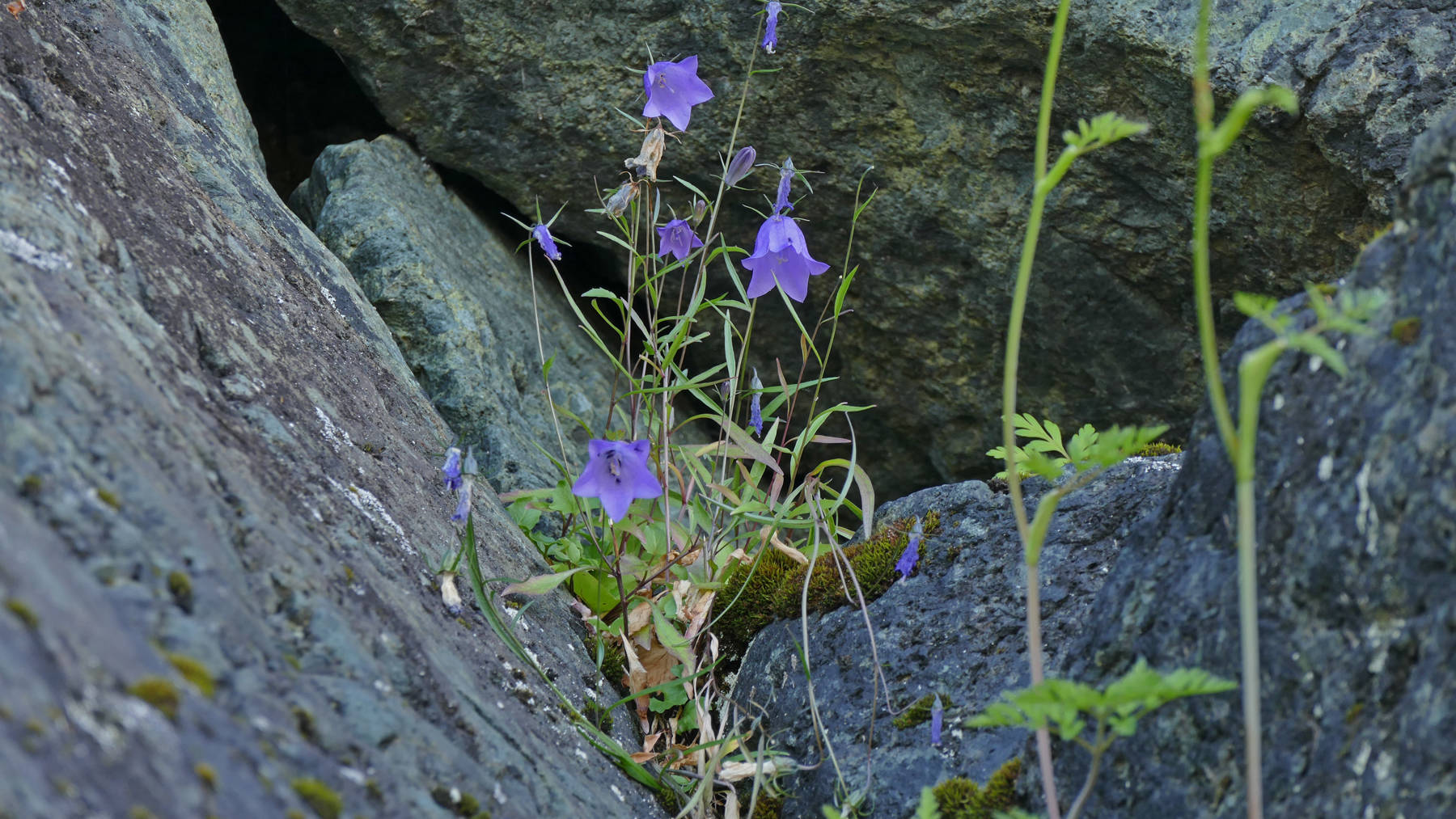 Courtesy Photo / Bob Armstrong 
Common harebell often grows in open, rocky places