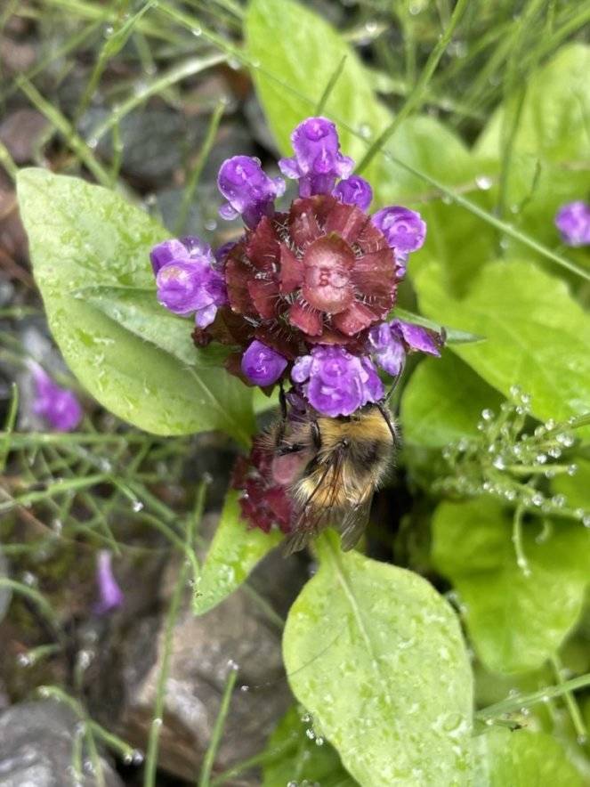 Courtesy Photo / Deana Barajas 
A bumblebee probes a flower of self-heal