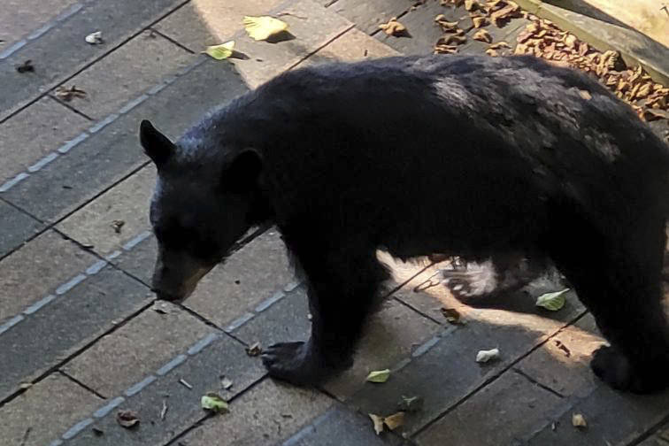 A number of bears have been spotted around Juneau seeking shelter in cooler interiors and looking for food, such as this one spotted downtown, according to Department of Fish and Game researchers. (Courtesy Photo / Jesse Ramsey)