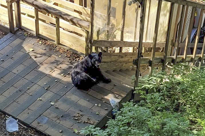 A number of bears, such as this one spotted downtown, have been observed around Juneau seeking shelter in cooler interiors and looking for food, according to Department of Fish and Game researchers. (Courtesy Photo / Jesse Ramsey)