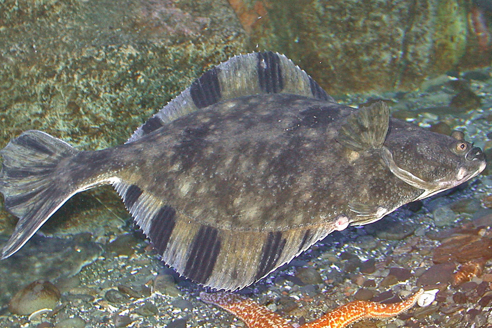 A starry flounder in the intertidal zone shows its distinctive black bars on dorsal and anal fins. (Courtesy Photo / Bob Armstrong)