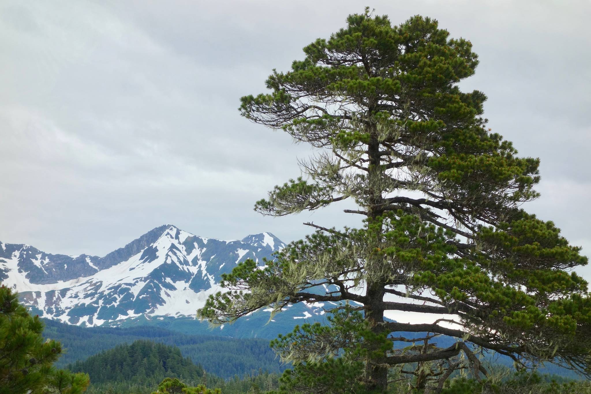 This photo shows a “shore-pine” version of lodgepole pine near the town of Yakutat. (Courtesy Photo / Ned Rozell)