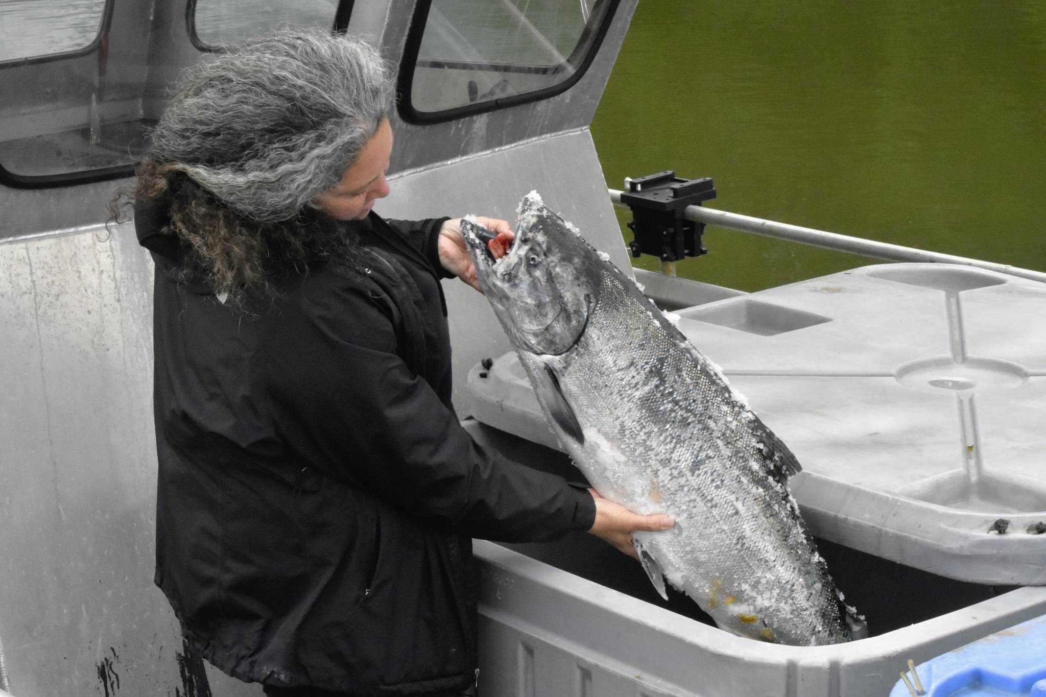 Shona Osterhout holds up a 26-pound king salmon turned into the Mike Pusich Douglas Harbor weigh station for the 75th annual Golden North Salmon Derby on Saturday, Aug. 14, 2021. Osterhout, a derby volunteer, said at the time the fish was leading the derby. (Peter Segall / Juneau Empire)