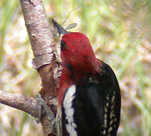 A red-breasted sapsucker munches on an adult crane fly. (Courtesy Photo / Bob Armstrong)
