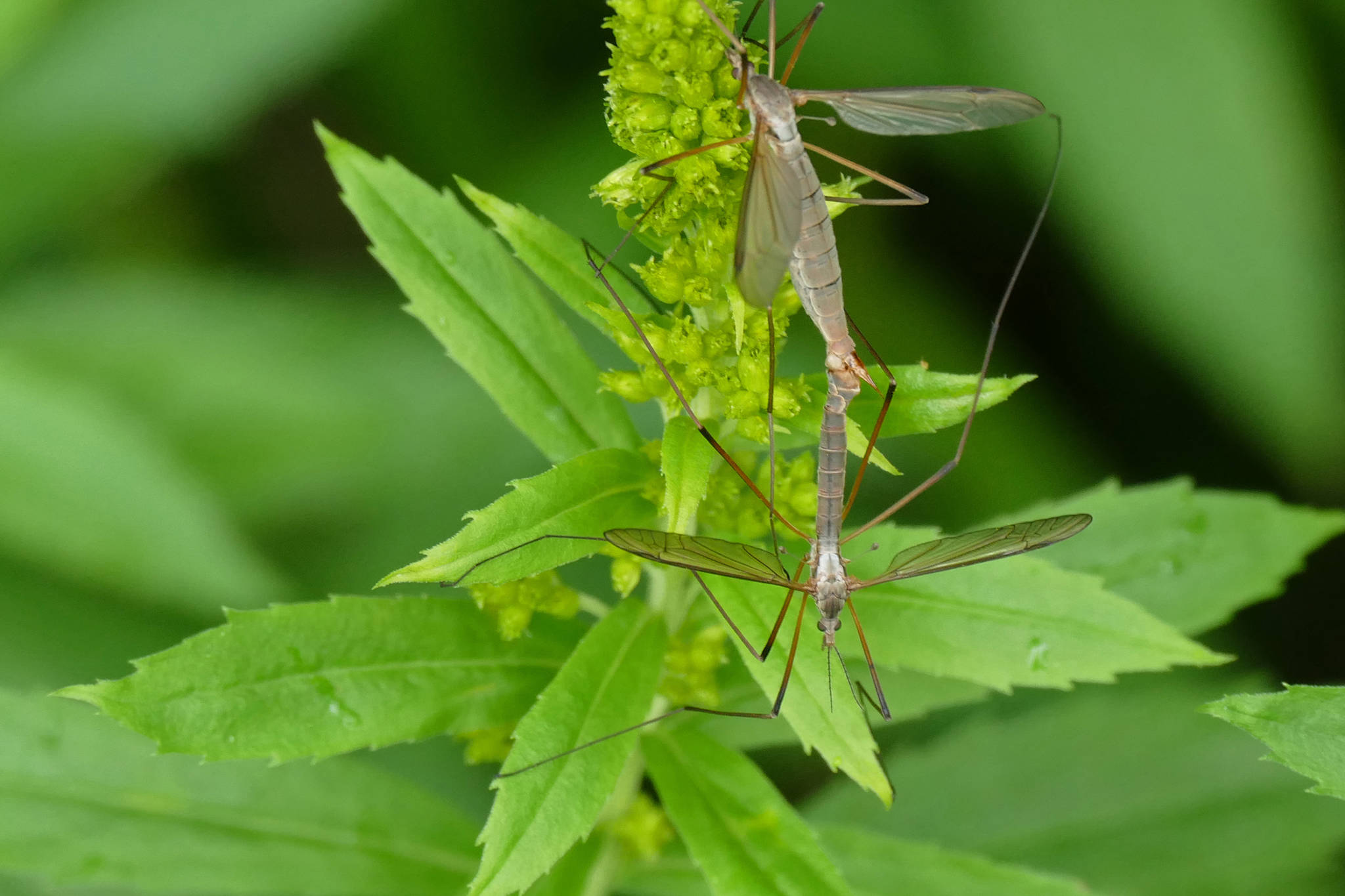 This photo shows adult crane flies mating on goldenrod. The flying adults are interested in just one thing — mating. They only live for a week or two, so males and females have a short time in which to find each other. (Courtesy Photo / Bob Armstrong)