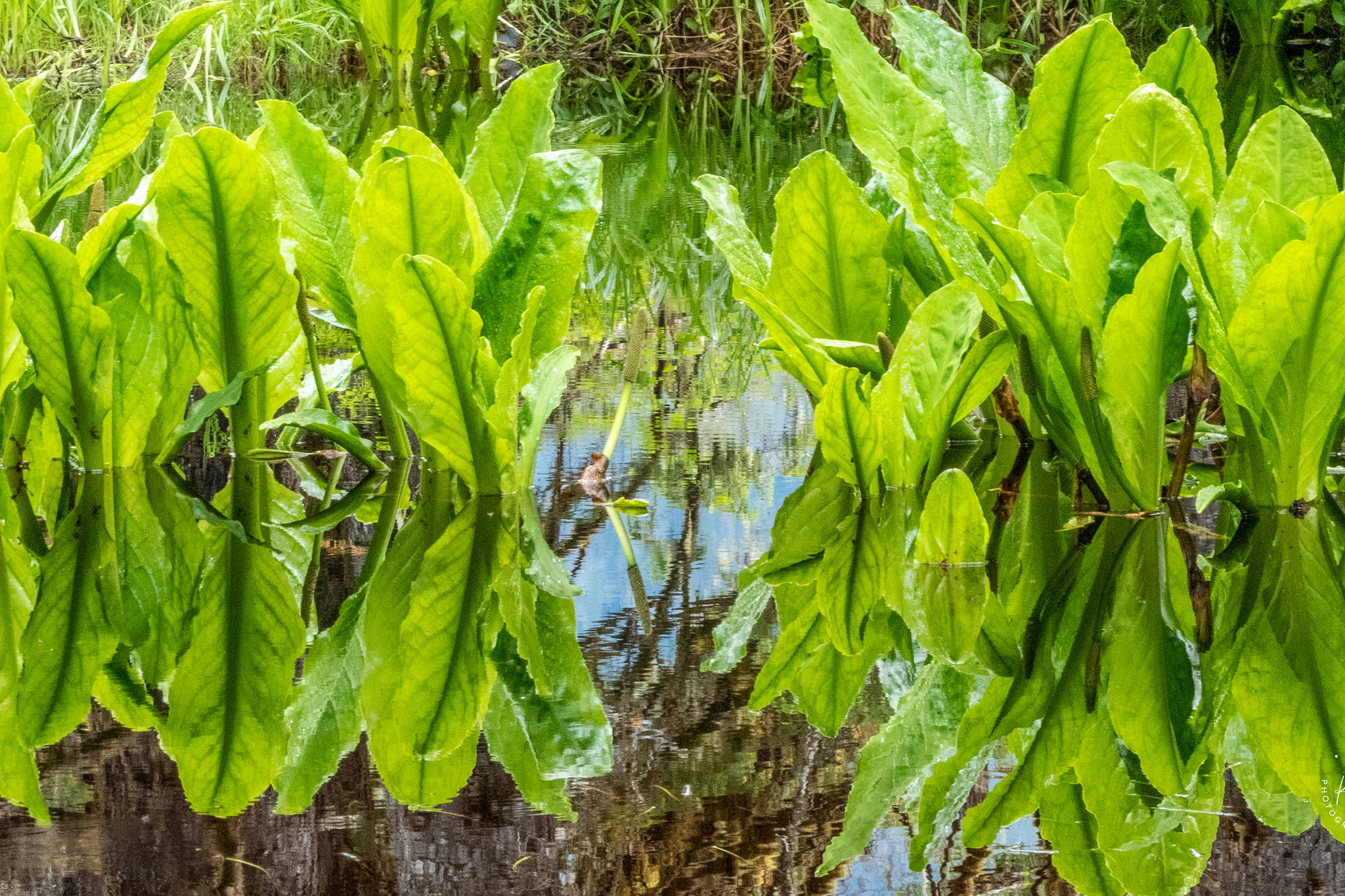 Skunk cabbage, shown in this undated photo, is not very cabbage-y and not at all skunky. Many common English names for plants are misnomers. (Courtesy Photo / Kerry Howard)