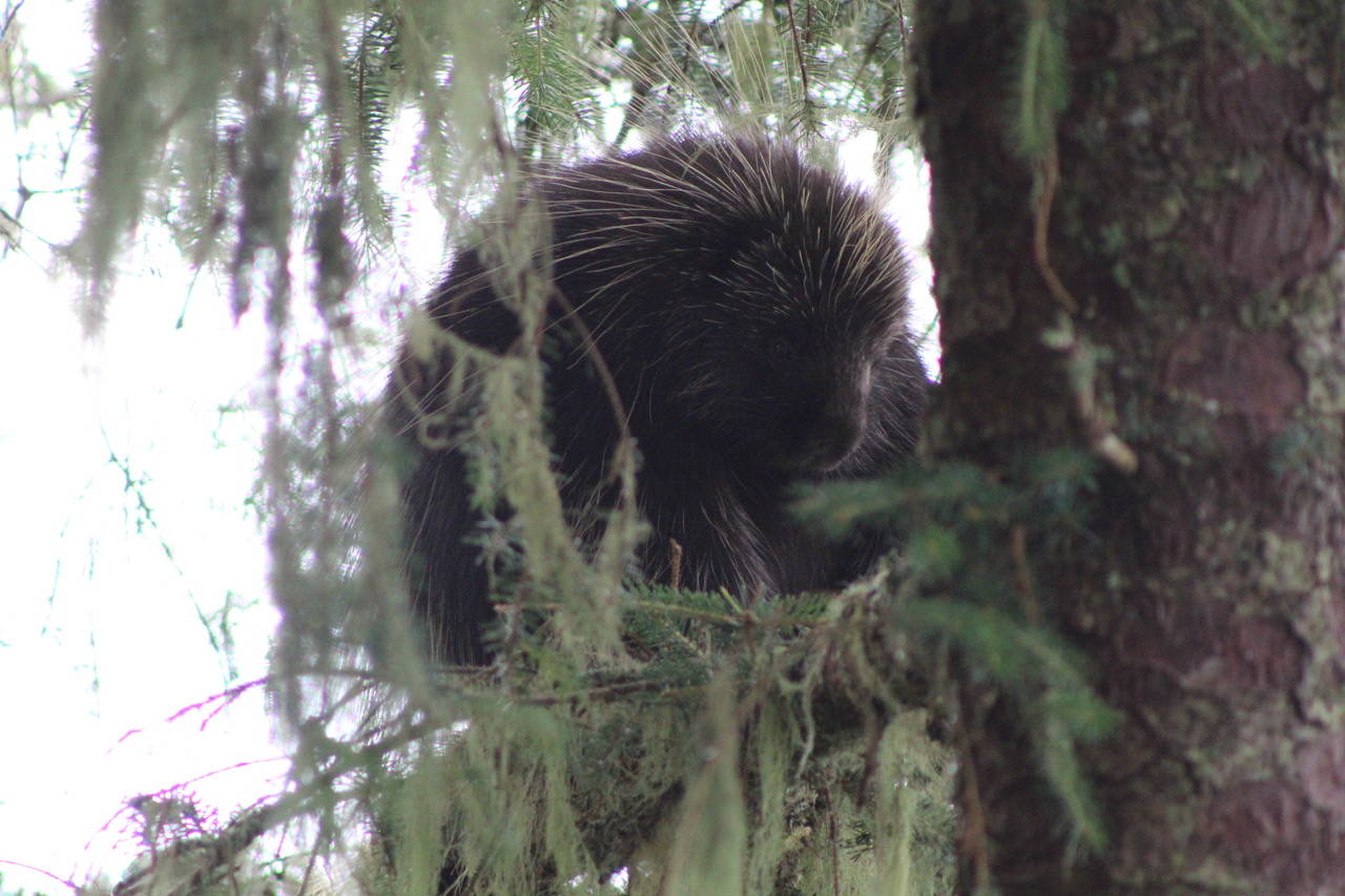A porcupine hangs out at the Shrine of St. Therese on Aug. 16. (Courtesy Photo / Carolyn Kelley)
