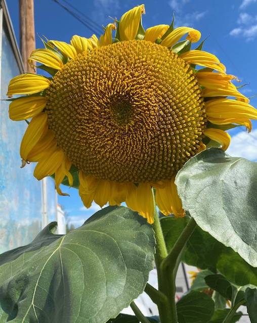 This photo shows a large sunflower seen in Fairbanks on Aug. 11. (Courtesy Photo / Denise Carroll)