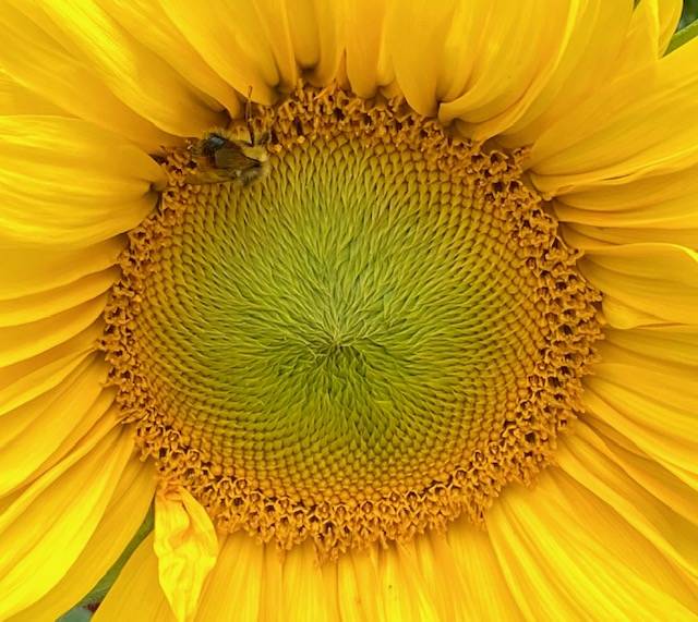 A busy bee visits a large sunflower in Fairbanks on Aug. 11. (Courtesy Photo / Denise Carroll)