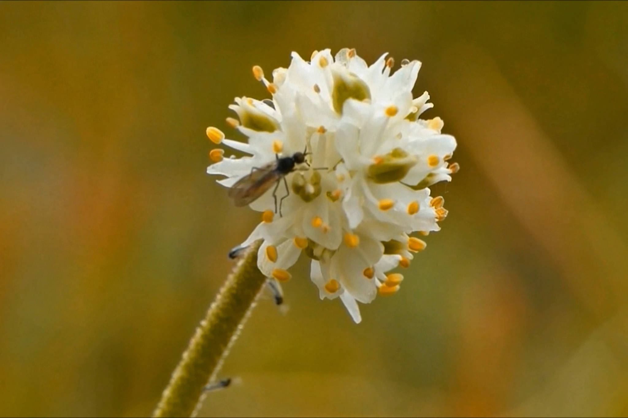 The small white flowers of sticky asphodel may be pollinated by small flies. (Courtesy Photo / Bob Armstrong)
