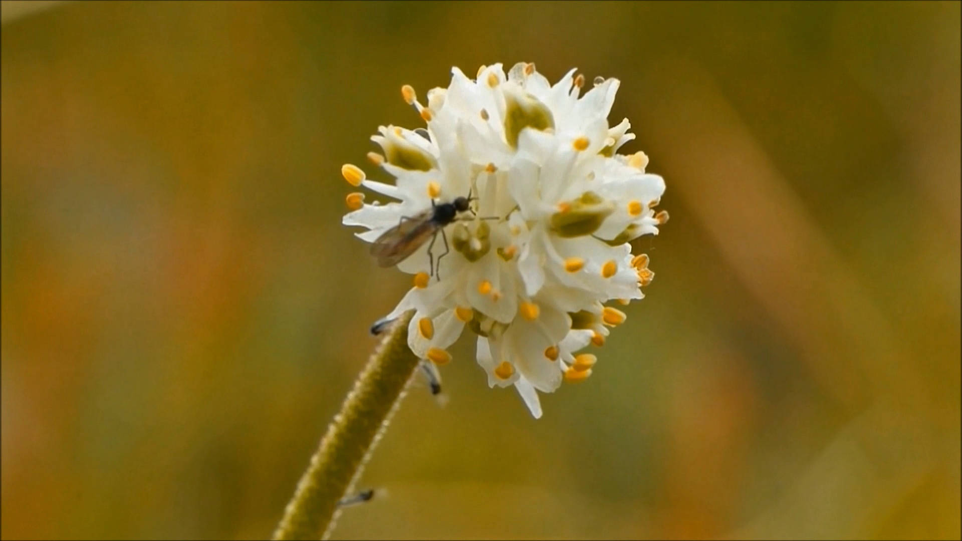 The small white flowers of sticky asphodel may be pollinated by small flies. (Courtesy Photo / Bob Armstrong)