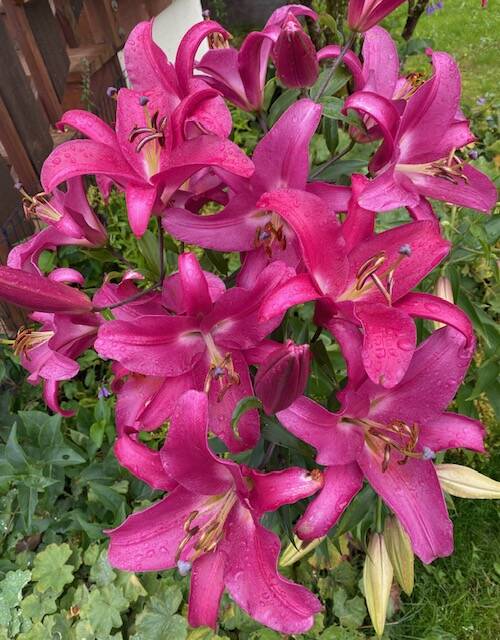 Beautiful pink lilies grow abundantly in a garden in the downtown flats seen on Aug. 24. (Courtesy Photo / Denise Carroll)