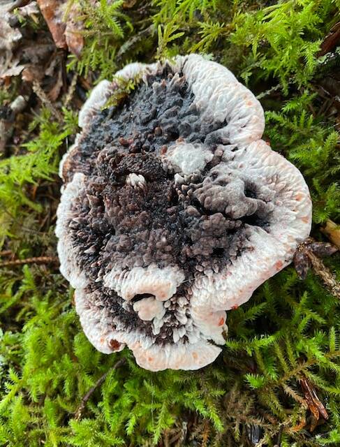 This photo shows black tooth fungus seen at Eagle Beach campground on Sept. 5. (Courtesy Photo / Denise Carroll)