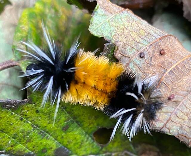 A wooly bear caterpillar balancing on a leaf edge gazes about plotting his route as seen in a garden on Sept. 17. (Courtesy Photo / Denise Carroll)