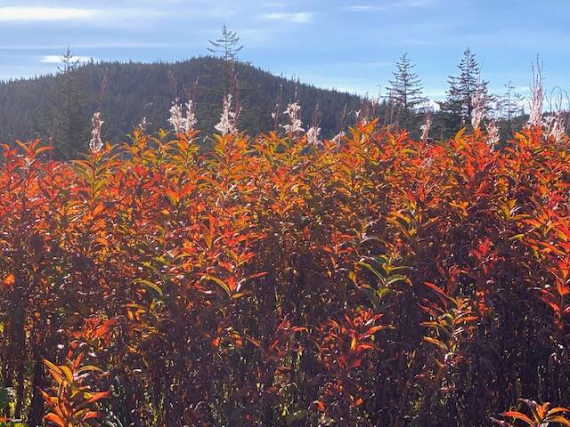 This photo shows the autumn look of fireweed in Cowee Meadow seen on Sept. 18. (Courtesy Photo / Denise Carroll)