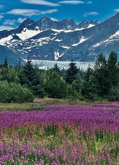 This photo shows blue skies and fuchsia flowers as well ad the Mendenhall Glacier and Mendenhall Towers. (Courtesy Photo / Allan Edwards)