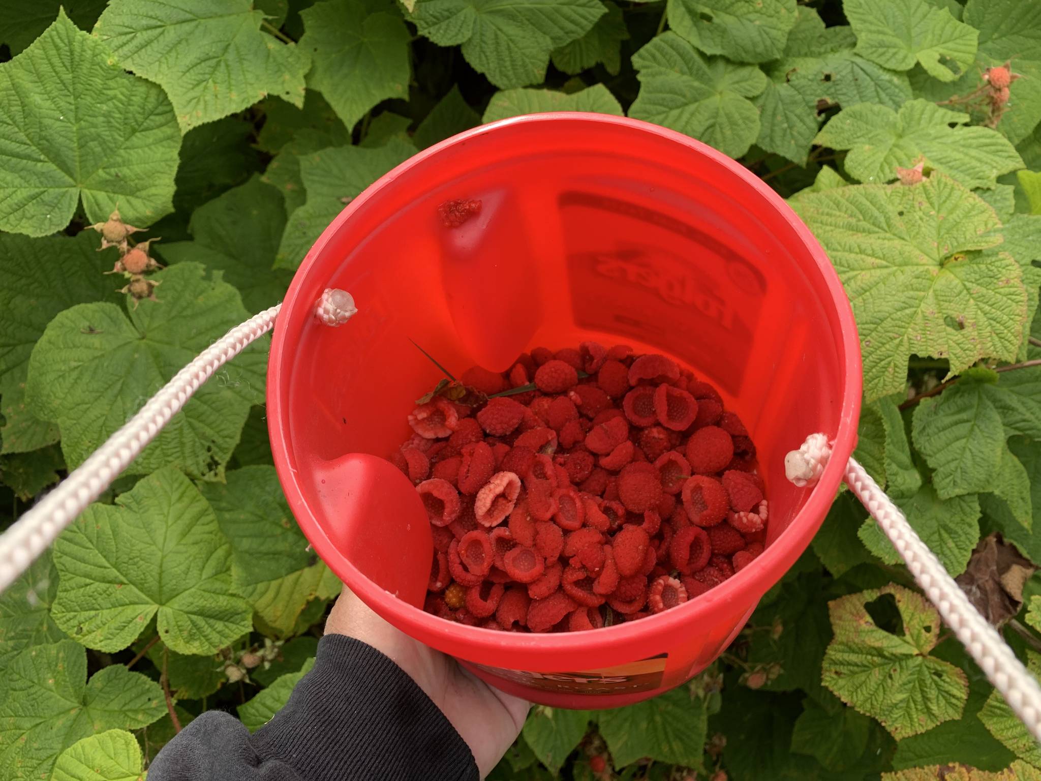 Thimbleberries sit in a bucket in Wrangell. (Vivian Faith Prescott / For the Capital City Weekly)