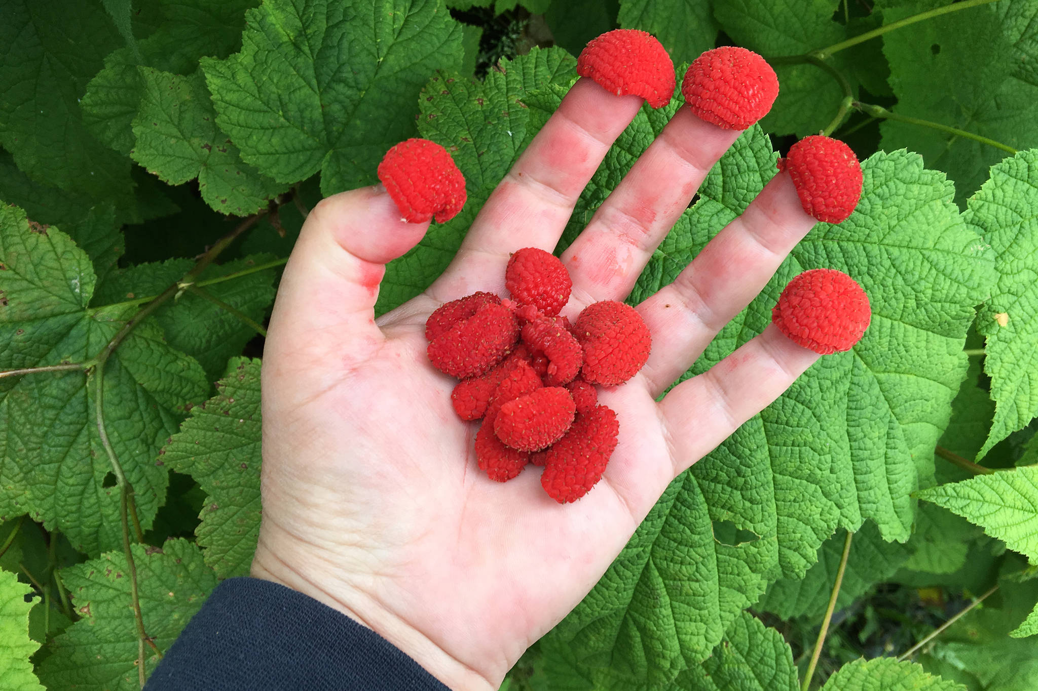 This photo shows a handful of thimbleberries. (Vivian Faith Prescott / For the Capital City Weekly)