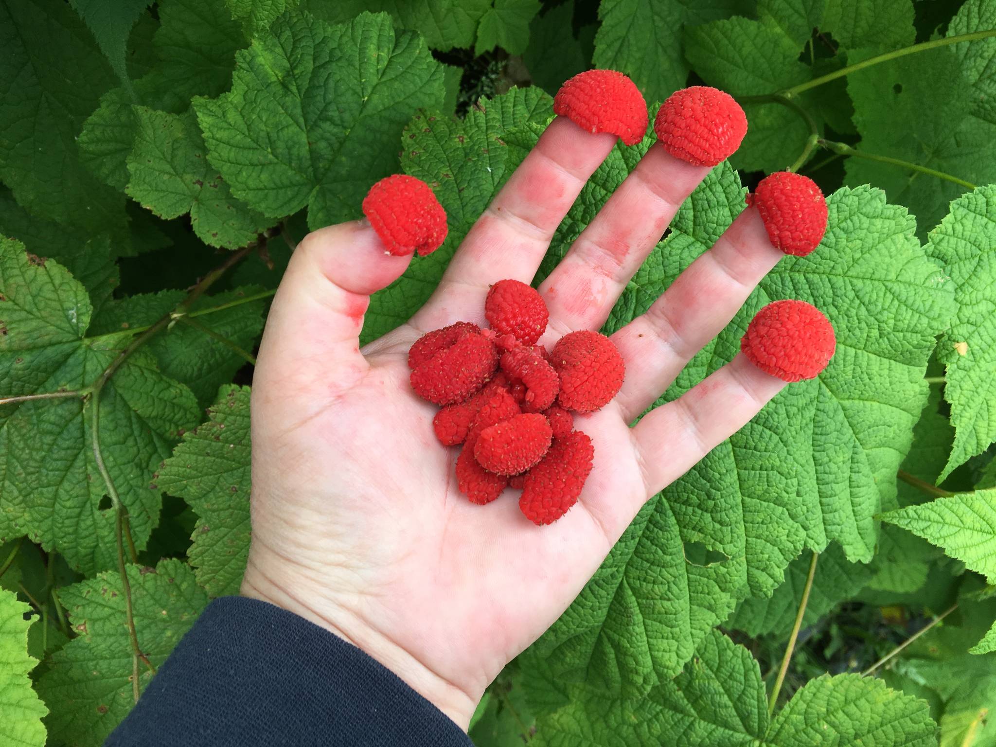 This photo shows a handful of thimbleberries. (Vivian Faith Prescott / For the Capital City Weekly)