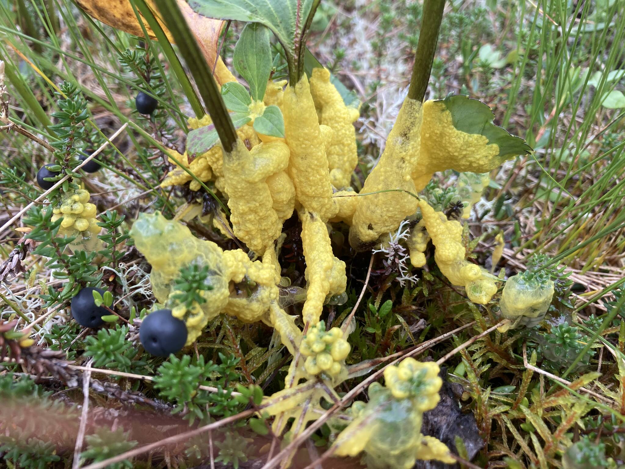 Courtesy Photo / Mary F. Willson 
A yellow slime mold is an aggregation of separate cells that came together to reproduce; this one engulfs several plant stems.