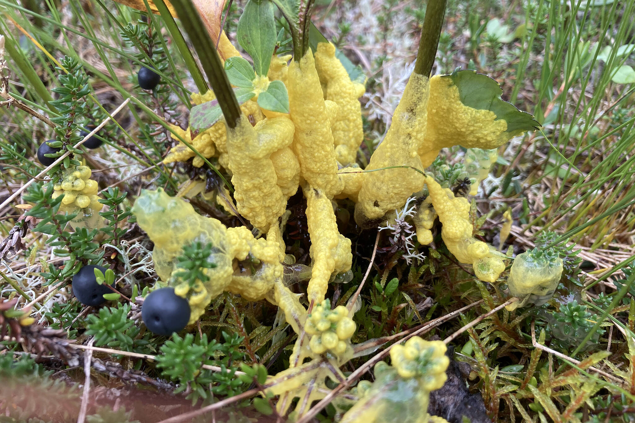 A yellow slime mold is an aggregation of separate cells that came together to reproduce; this one engulfs several plant stems. (Courtesy Photo / Mary F. Willson)