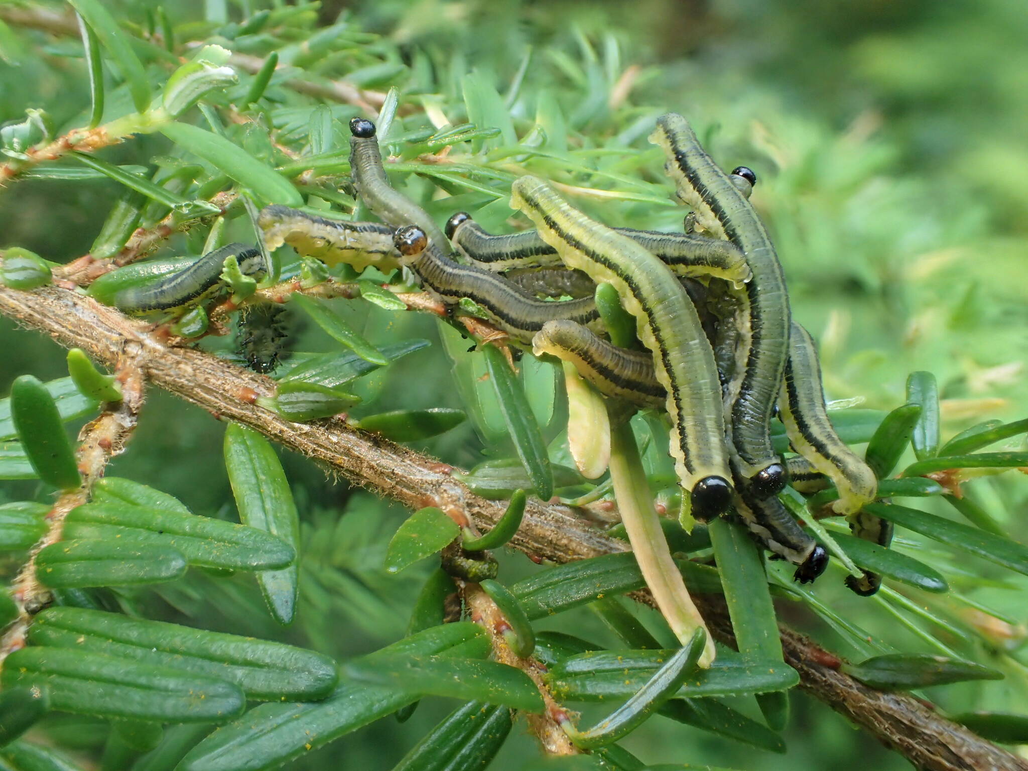This July 2019 photo shows hemlock sawfly larvae. The larvae are among defoliating insects native to Southeast Alaska. (Courtesy Photo / U.S. Forest Service Alaska Region)