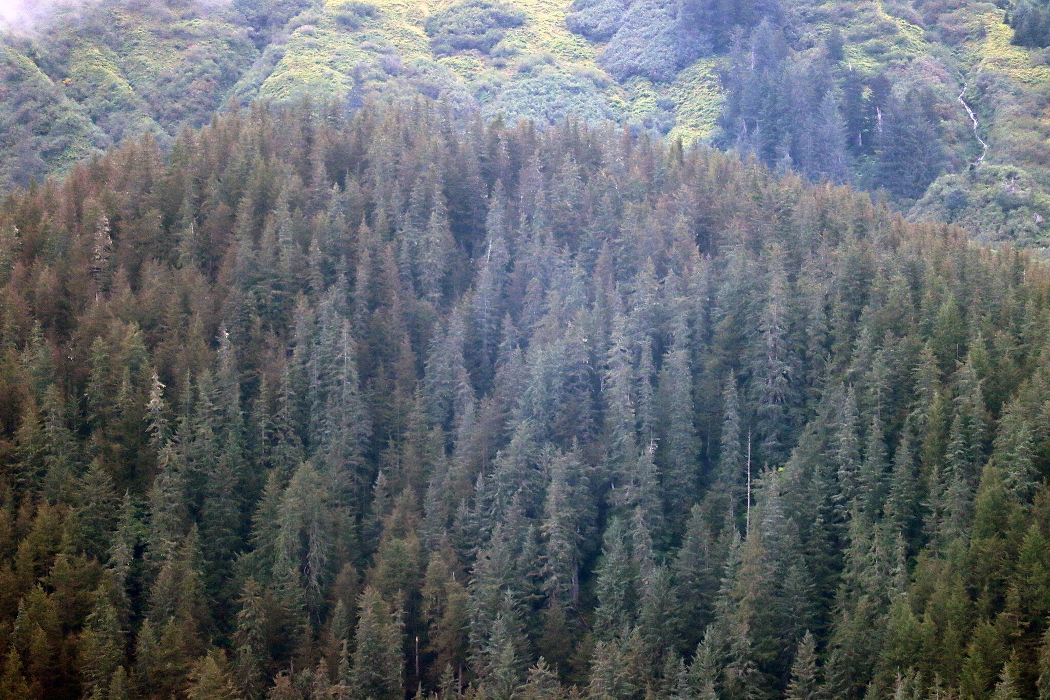 These trees with a reddish-brown coloration are evidence of a black-headed budworm outbreak in Southeast Alaska. While there is visible defoliation in some popular spots around Juneau, the impact is not limited to the capital city. Other impacted areas include Admiralty, Baranof, Kuiu, Kupreanof, Mitkof, Wrangell and Zarembo islands, according to the U.S. Forest Service. (Ben Hohenstatt / Juneau Empire)
