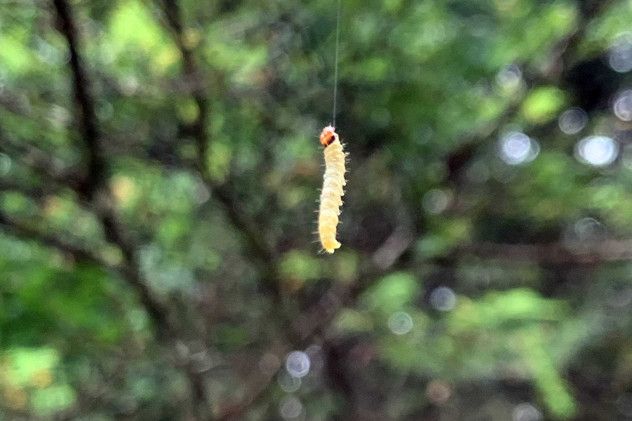 This photo shows a western black-headed budworm caterpillar. The caterpillars are wasteful feeders that typically do not eat all of a needle. This leads to discoloration that can lead people to believe trees are dying. However, Elizabeth Graham, entomologist for the U.S. Forest Service, said trees typically survive budworm outbreaks. (Courtesy Photo / U.S. Forest Service Alaska Region)