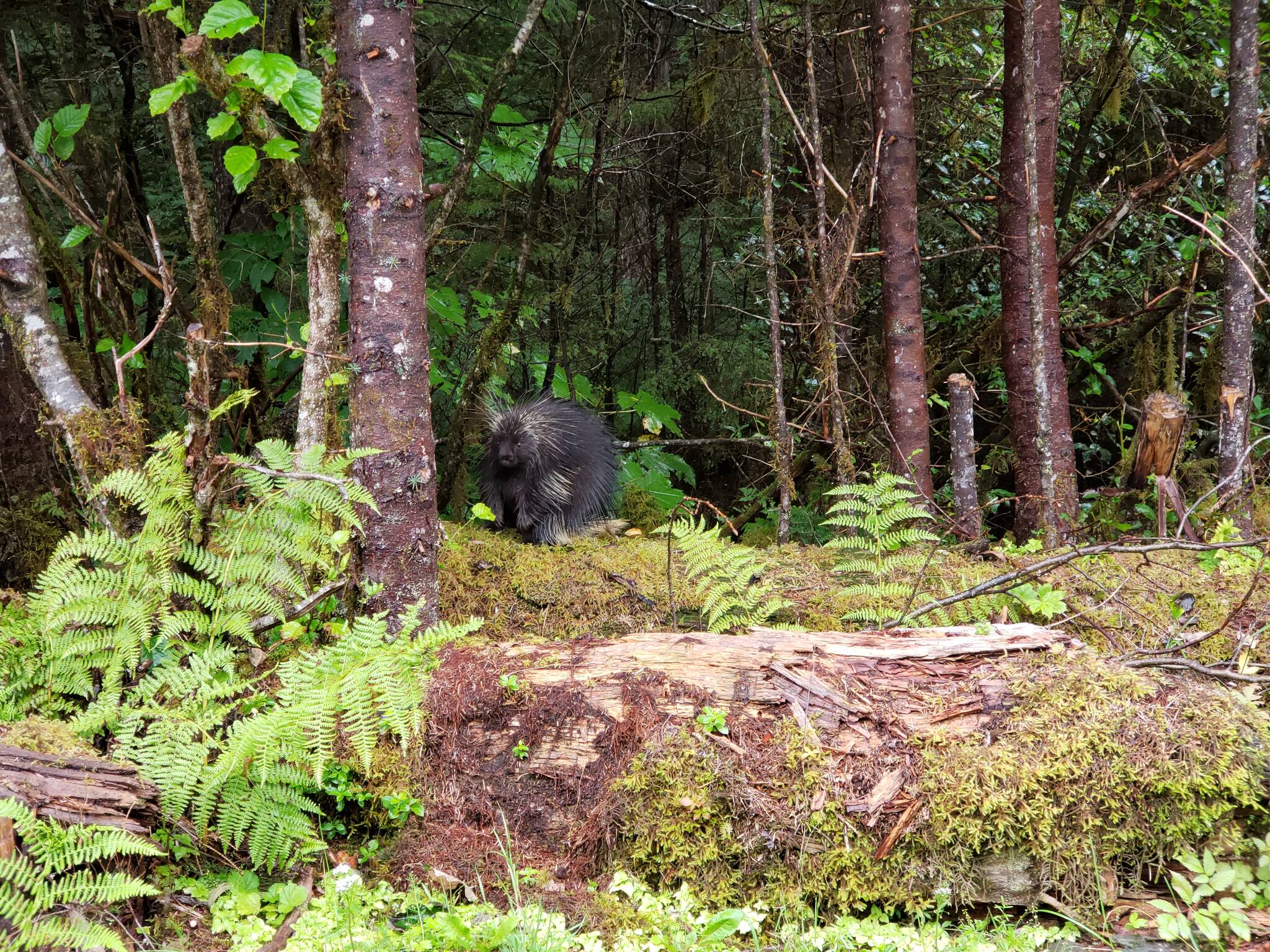 This porcupine stubbornly refused to abandon its leafy lunch entirely, and went right back to it when we passed by. (Courtesy Photo / David Bergeson)