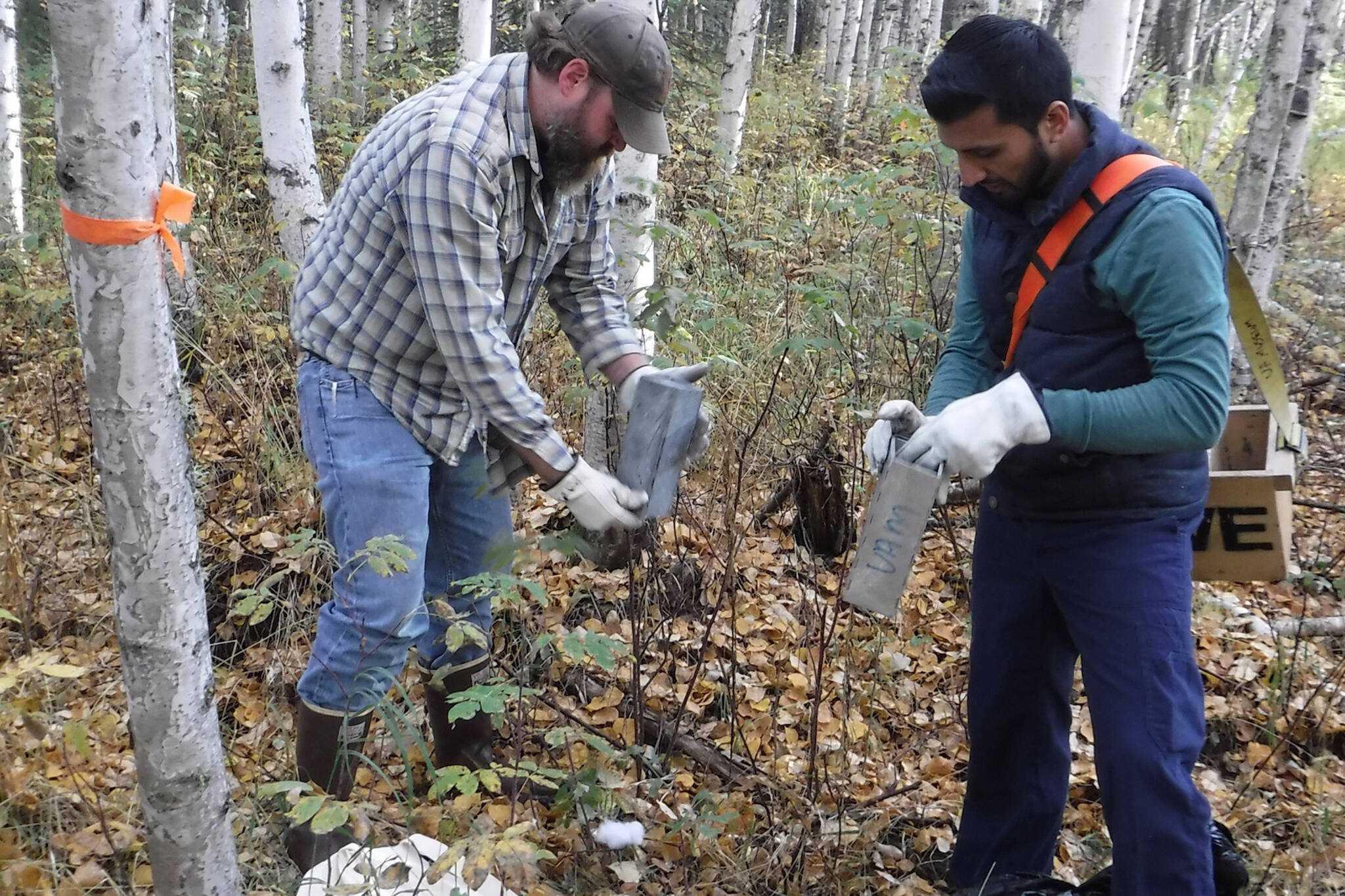 Jeff Doty and Faisai Minhaj check traps baited with oats and peanut butter for voles and squirrels in Interior Alaska. (Courtesy Photo / Ned Rozell)