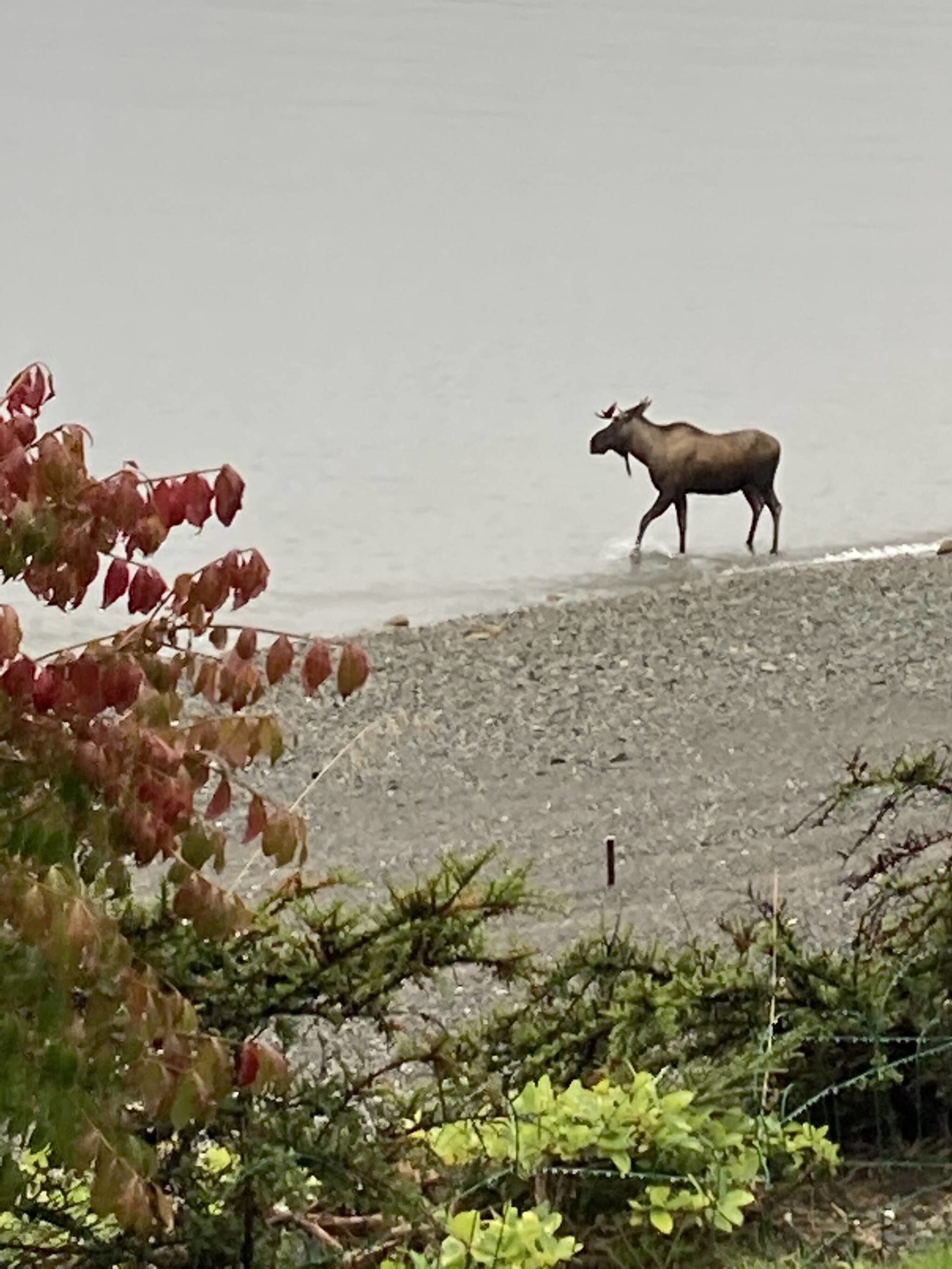 Quite common throughout the Pacific Northwest, moose aren’t often seen in the Juneau area, which is why Lena Point residents were surprised to see one on the beach the morning of Friday, Sept. 17, 2021. (Courtesy photo/ Matt Musslewhite)