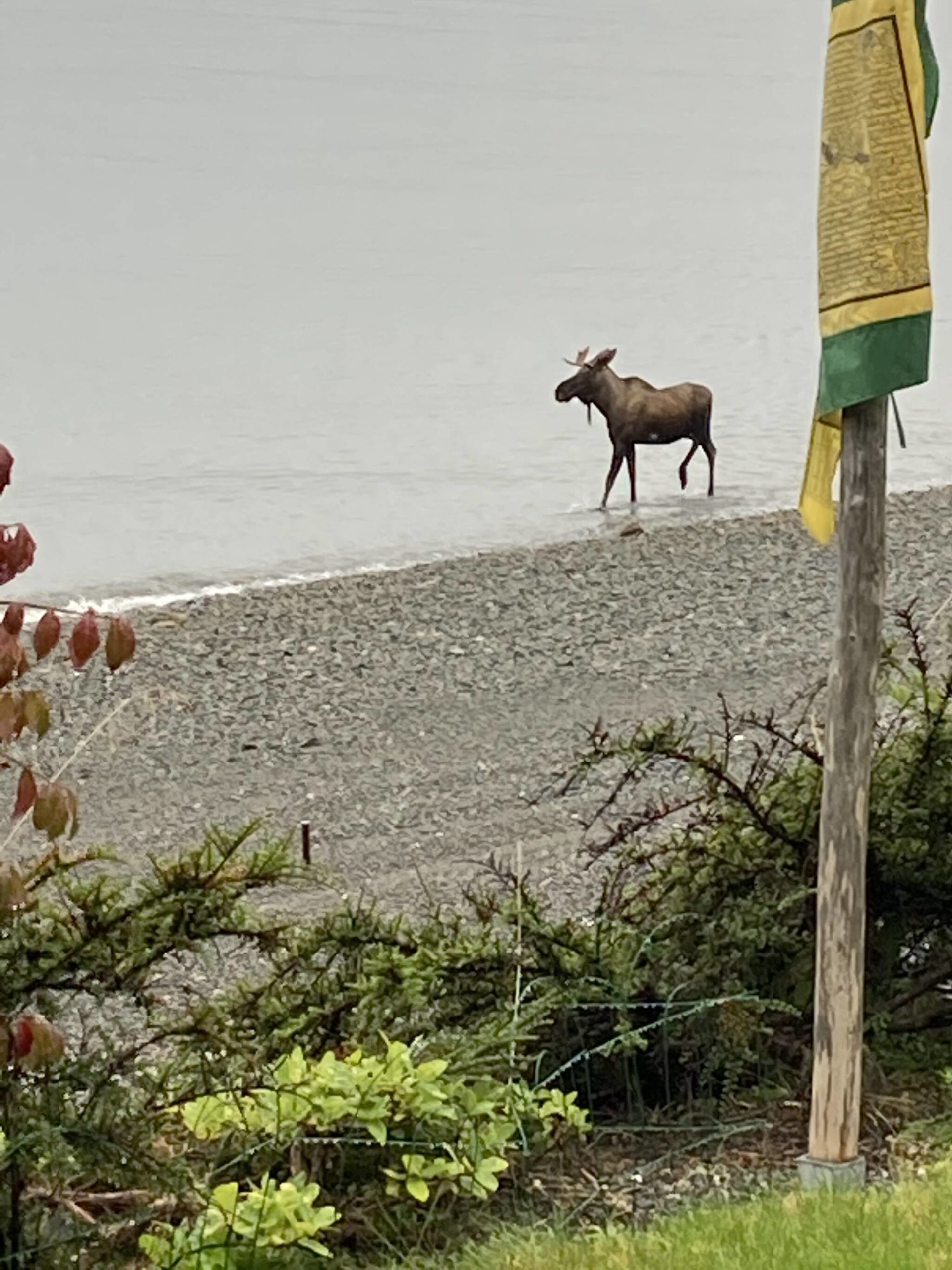 Lena Point residents spotted a moose Friday, Sept. 17, 2021, and told the Empire it swam ashore before heading in the direction of the National Oceanic and Atmospheric Administration building. (Courtesy photo/ Matt Musslewhite)