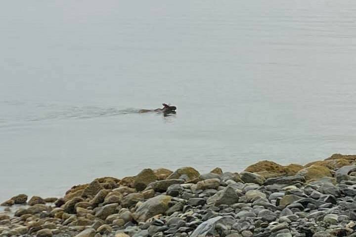 A moose was spotted swimming off Lena Point Friday, Sept. 17, 2021. A rare sighting in Juneau, residents quickly posted pictures of the animal to social media. (Courtesy photo / Jo Ann Forst)